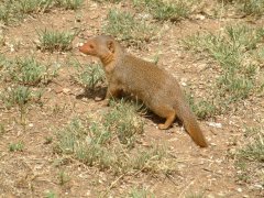 12-Mongoose
